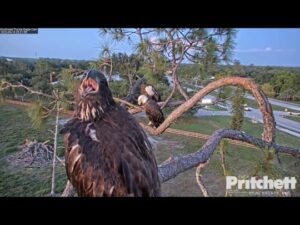 Live Stream Vero Beach Bald Eagles