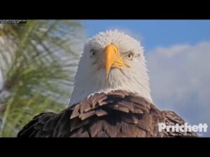 Southwest Florida Eagle Cam, Digital creator