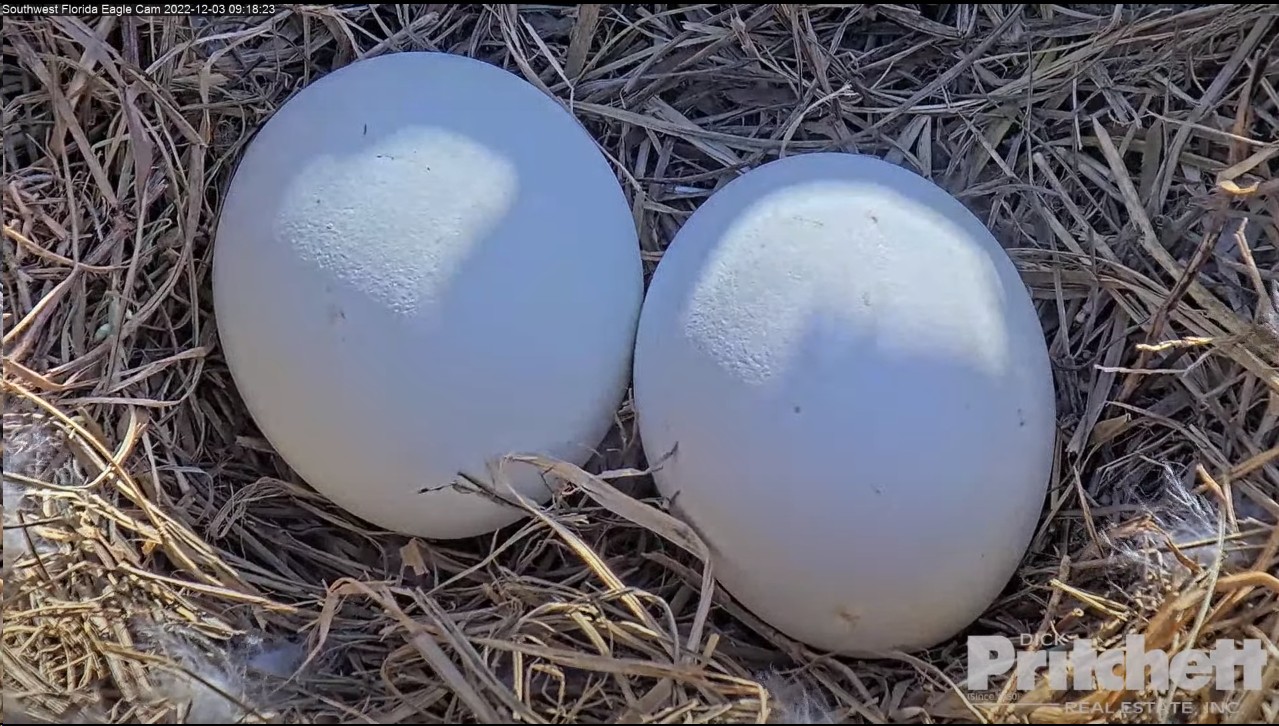 Southwest Florida Eagle Cam – Live American Bald Eagle cam