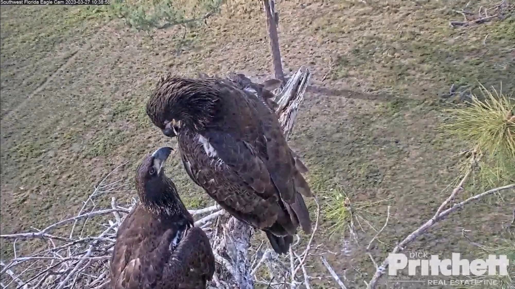 SWFEC Nest Notes: INVINCIBLE Beauties – Southwest Florida Eagle Cam