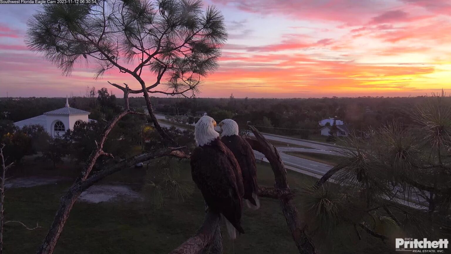 Swfec Nest Notes: Making A Safe Haven – Southwest Florida Eagle Cam